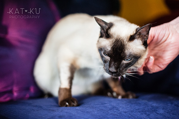 Kat Ku_Ann Arbor Pet Photography_Karly Boy and Poochie_13