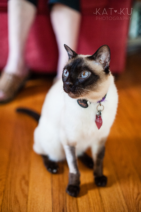 Kat Ku_Ann Arbor Pet Photography_Karly Boy and Poochie_14