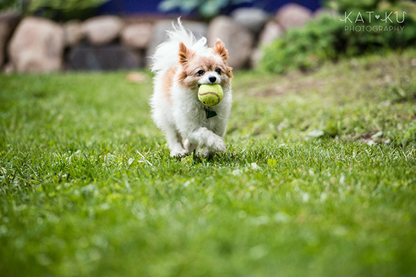 Kat Ku_Ann Arbor Pet Photography_Karly Boy and Poochie_16