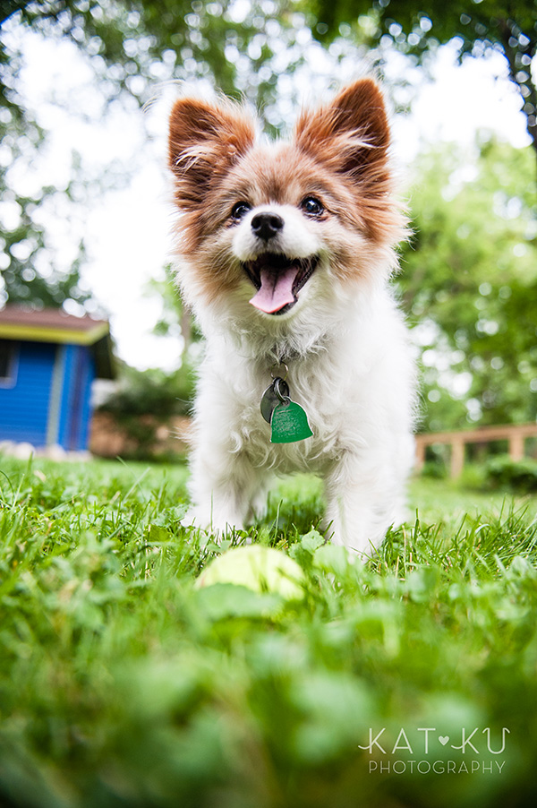 Kat Ku_Ann Arbor Pet Photography_Karly Boy and Poochie_17