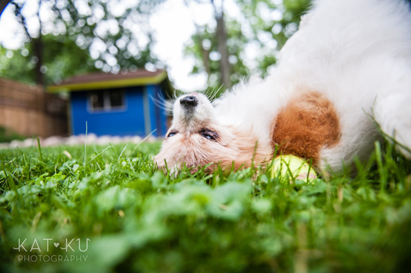 Kat Ku_Ann Arbor Pet Photography_Karly Boy and Poochie_18