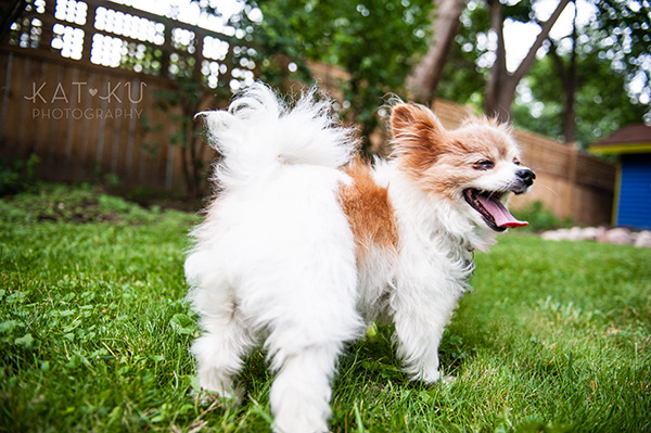 Kat Ku_Ann Arbor Pet Photography_Karly Boy and Poochie_19