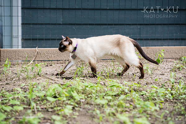 Kat Ku_Ann Arbor Pet Photography_Karly Boy and Poochie_21