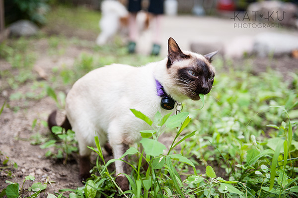Kat Ku_Ann Arbor Pet Photography_Karly Boy and Poochie_22
