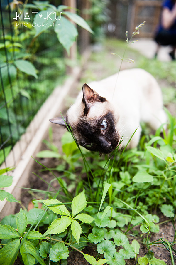 Kat Ku_Ann Arbor Pet Photography_Karly Boy and Poochie_23