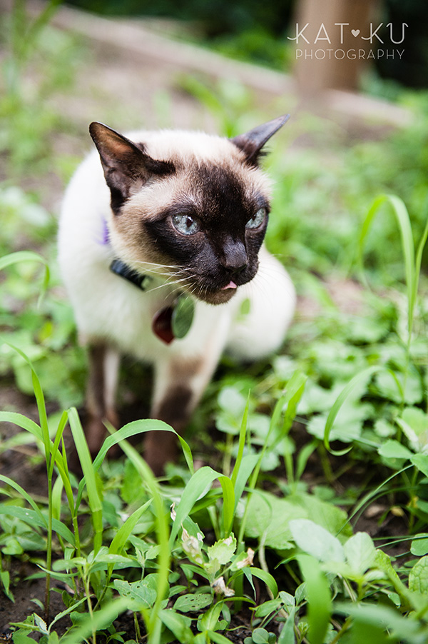 Kat Ku_Ann Arbor Pet Photography_Karly Boy and Poochie_24