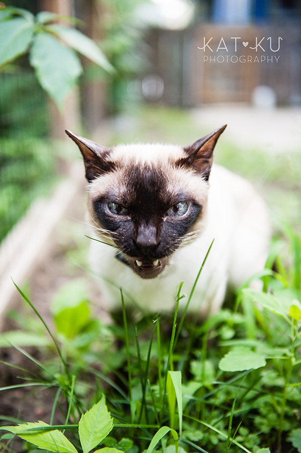 Kat Ku_Ann Arbor Pet Photography_Karly Boy and Poochie_25