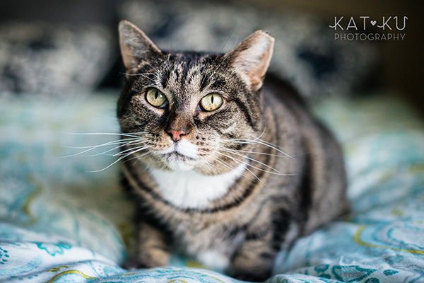 Kat Ku Photography_Mattee and Roger_Michigan Pets_01