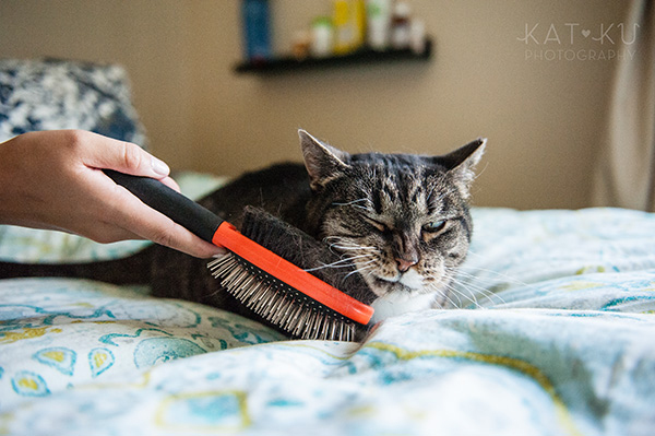 Kat Ku Photography_Mattee and Roger_Michigan Pets_04