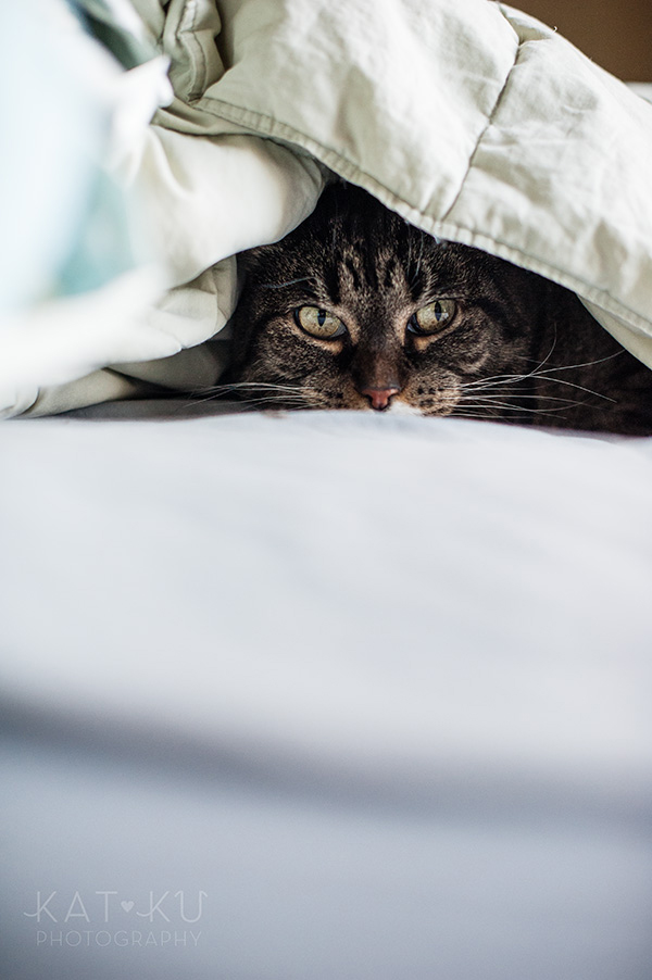 Kat Ku Photography_Mattee and Roger_Michigan Pets_07