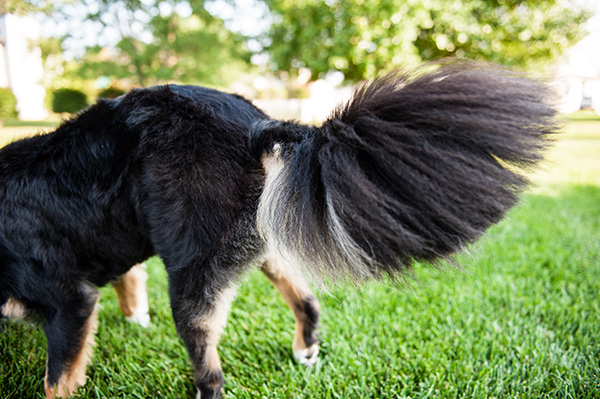 Kat Ku Photography_Mattee and Roger_Michigan Pets_09