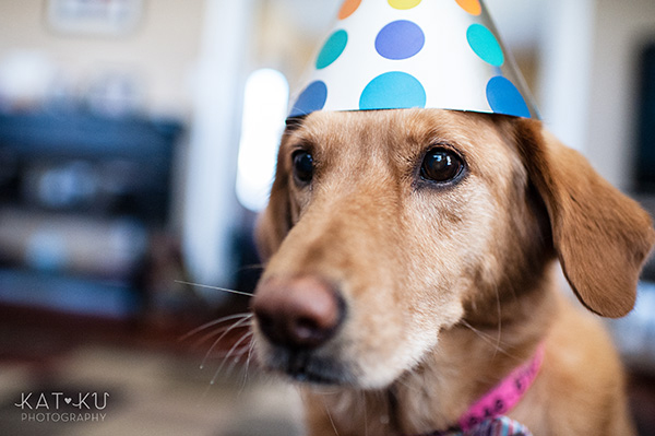 All Rights Reserved_Kat Ku_Birthday Puppy Party_20