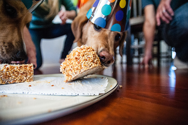 All Rights Reserved_Kat Ku_Birthday Puppy Party_23