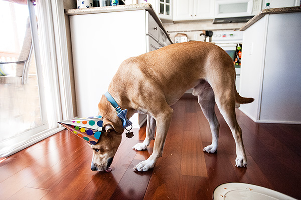 All Rights Reserved_Kat Ku_Birthday Puppy Party_24