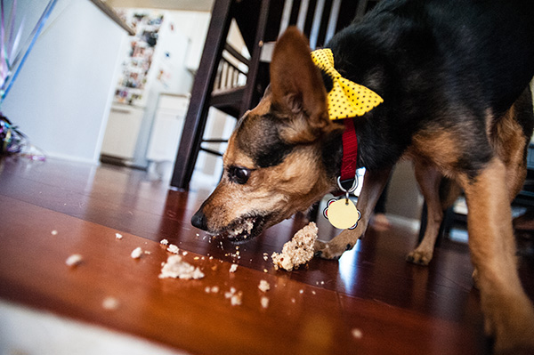 All Rights Reserved_Kat Ku_Birthday Puppy Party_25