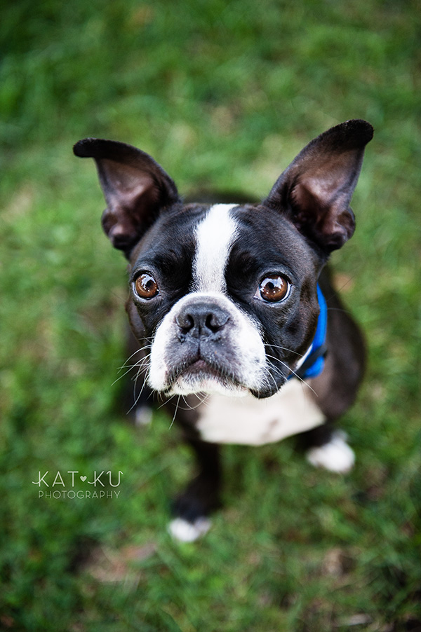 All Rights Reserved_Kat Ku_Franklin Boston Terrier_01