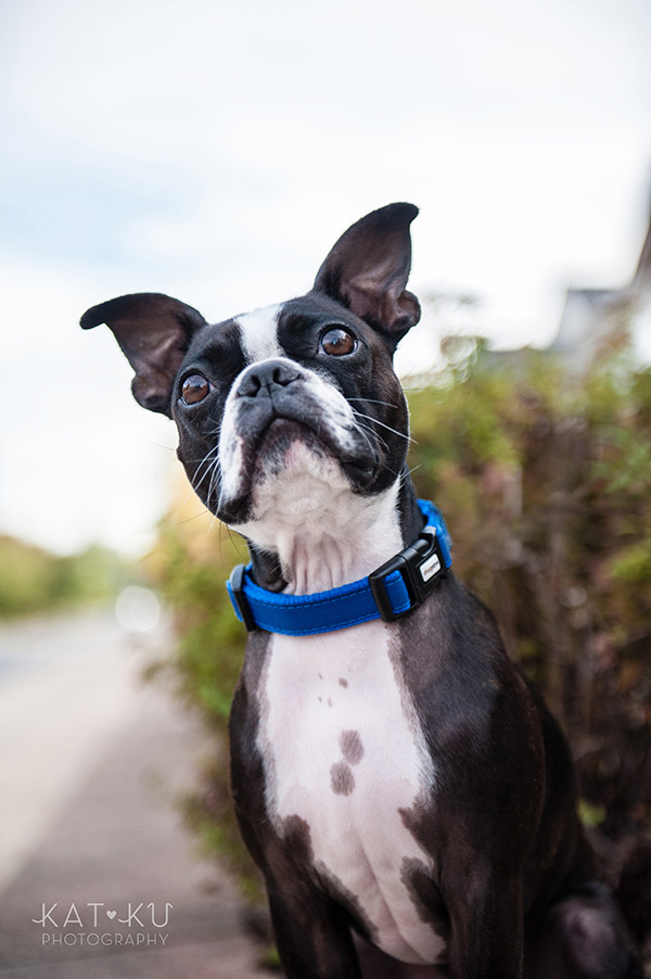 All Rights Reserved_Kat Ku_Franklin Boston Terrier_02