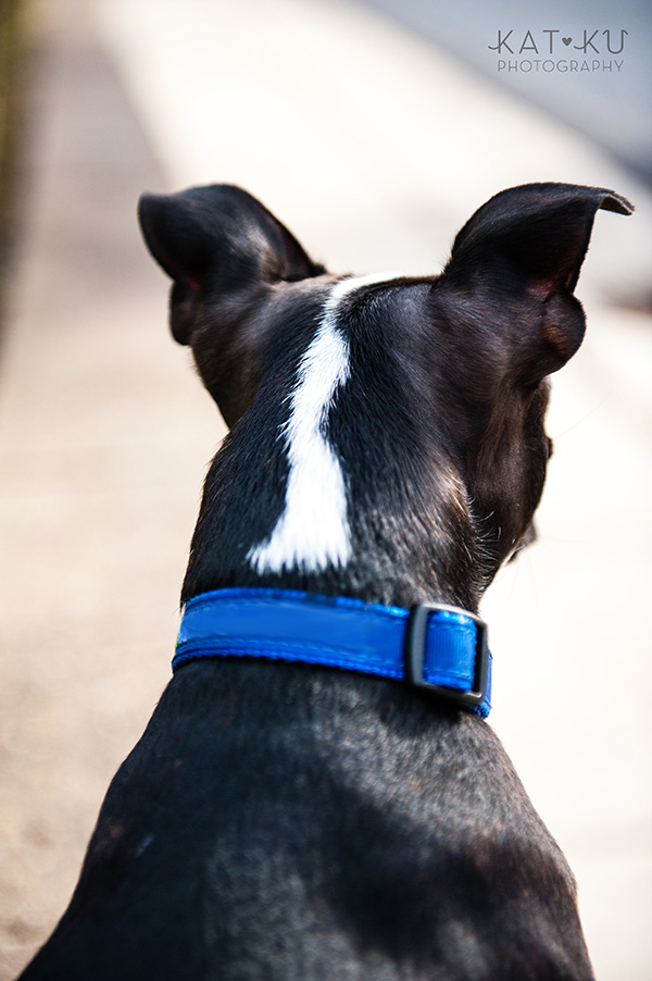 All Rights Reserved_Kat Ku_Franklin Boston Terrier_03