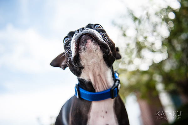 All Rights Reserved_Kat Ku_Franklin Boston Terrier_04