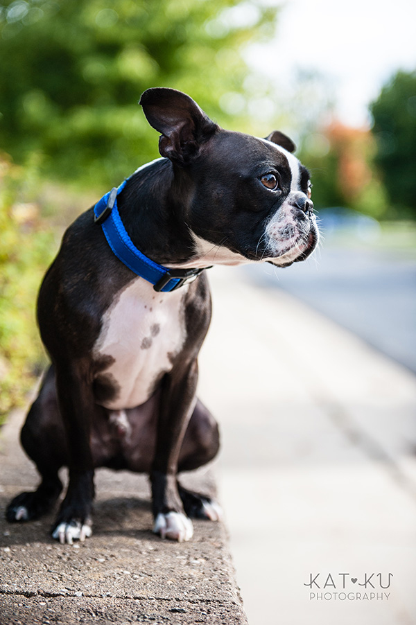 All Rights Reserved_Kat Ku_Franklin Boston Terrier_05