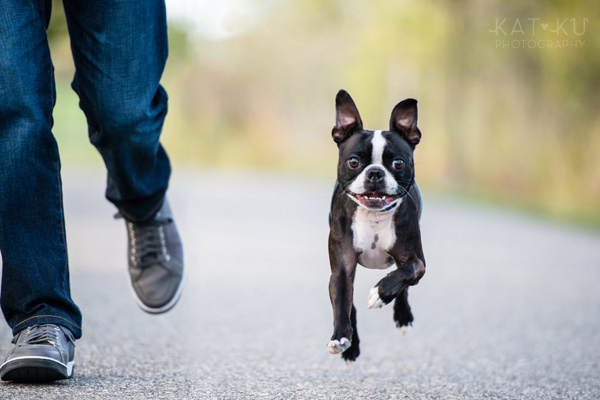 All Rights Reserved_Kat Ku_Franklin Boston Terrier_06