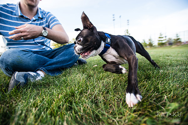 All Rights Reserved_Kat Ku_Franklin Boston Terrier_11