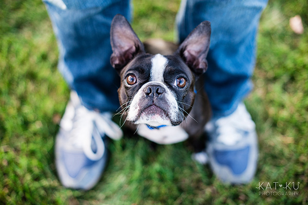 All Rights Reserved_Kat Ku_Franklin Boston Terrier_12