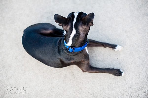 All Rights Reserved_Kat Ku_Franklin Boston Terrier_16