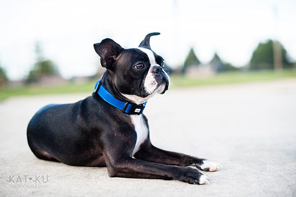 All Rights Reserved_Kat Ku_Franklin Boston Terrier_17