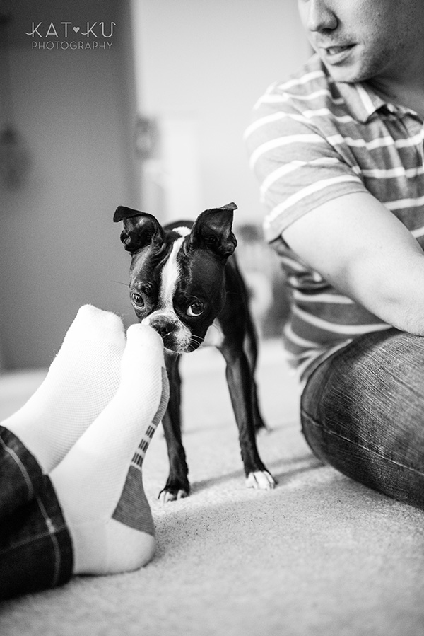 All Rights Reserved_Kat Ku_Franklin Boston Terrier_18