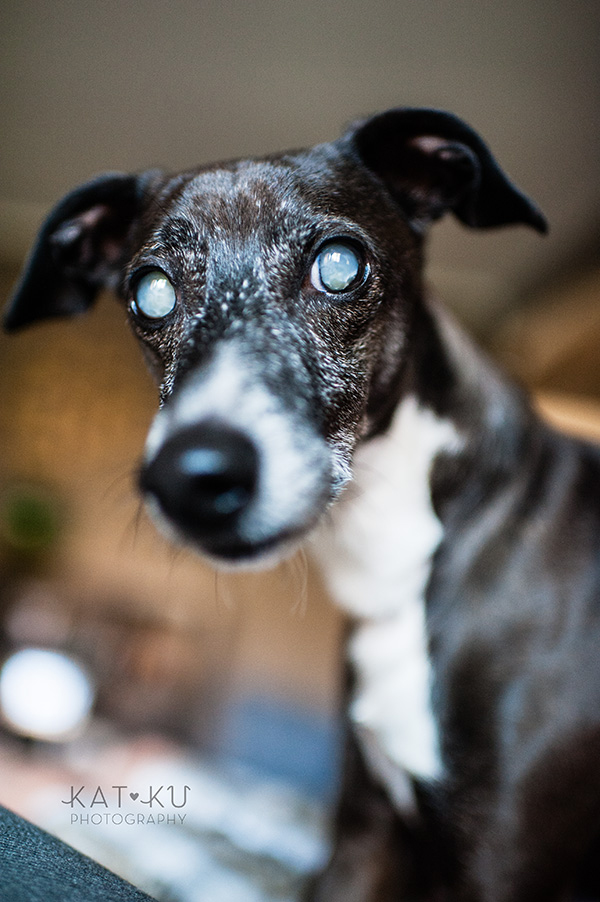 All Rights Reserved_Kat Ku_Italian Greyhound and Whippet_01