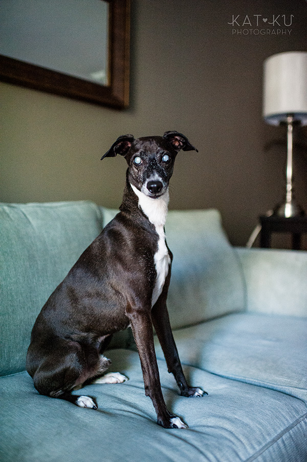 All Rights Reserved_Kat Ku_Italian Greyhound and Whippet_02