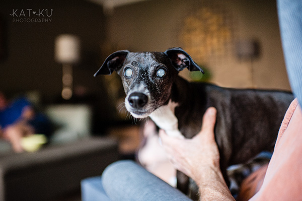 All Rights Reserved_Kat Ku_Italian Greyhound and Whippet_04