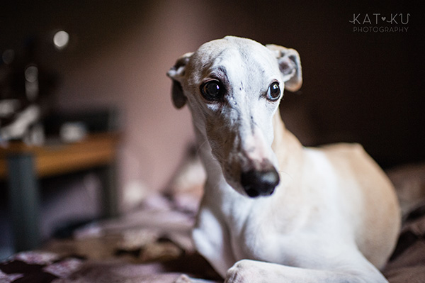All Rights Reserved_Kat Ku_Italian Greyhound and Whippet_06