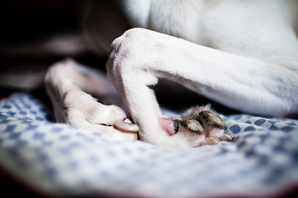 All Rights Reserved_Kat Ku_Italian Greyhound and Whippet_07