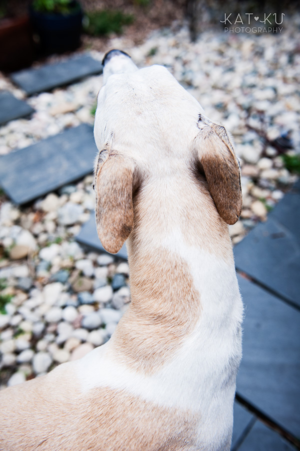 All Rights Reserved_Kat Ku_Italian Greyhound and Whippet_08