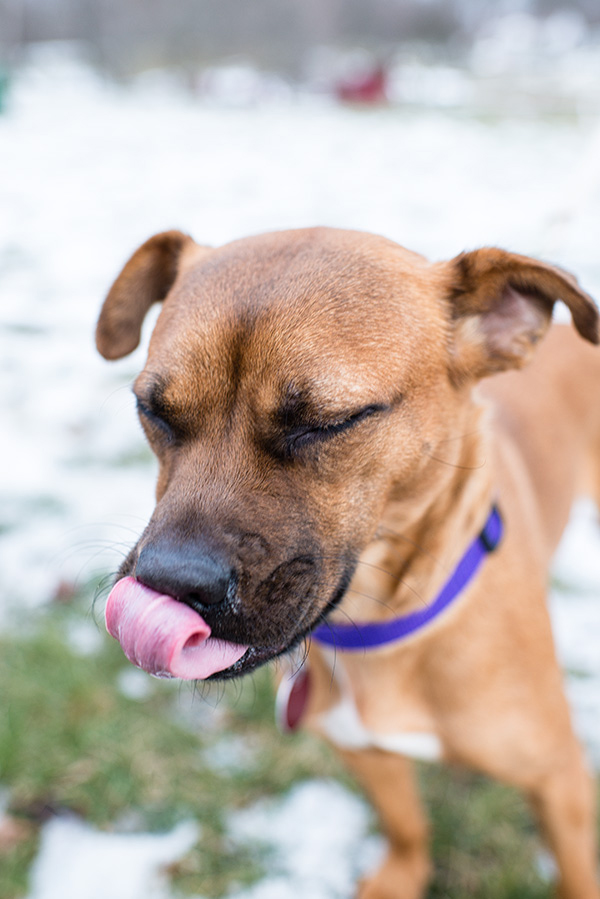 Kat Ku - Nutmeg Big Fluffy Dog Rescue