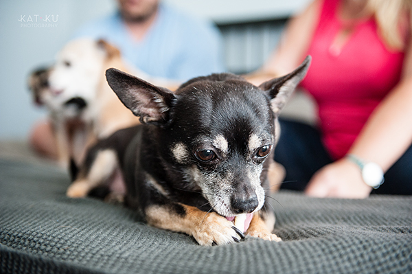 kat-ku-photography-detroit-michigan-dog-photos_03