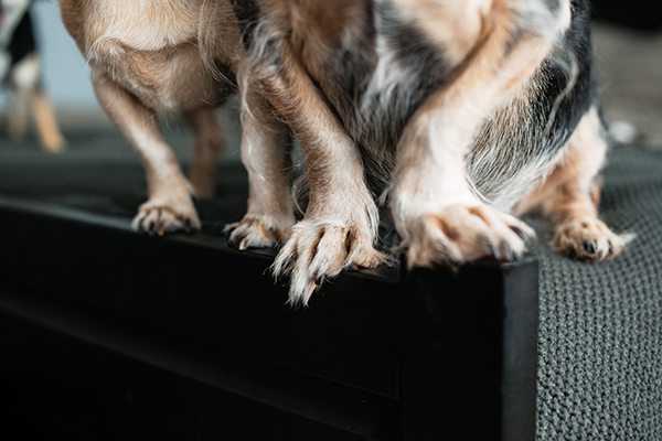 kat-ku-photography-detroit-michigan-dog-photos_05