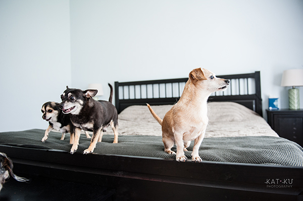 kat-ku-photography-detroit-michigan-dog-photos_07