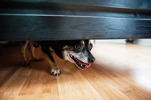 kat-ku-photography-detroit-michigan-dog-photos_08