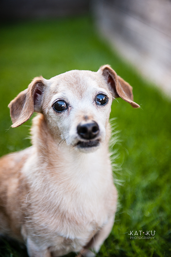 kat-ku-photography-detroit-michigan-dog-photos_09