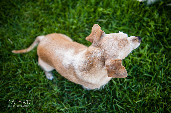 kat-ku-photography-detroit-michigan-dog-photos_10