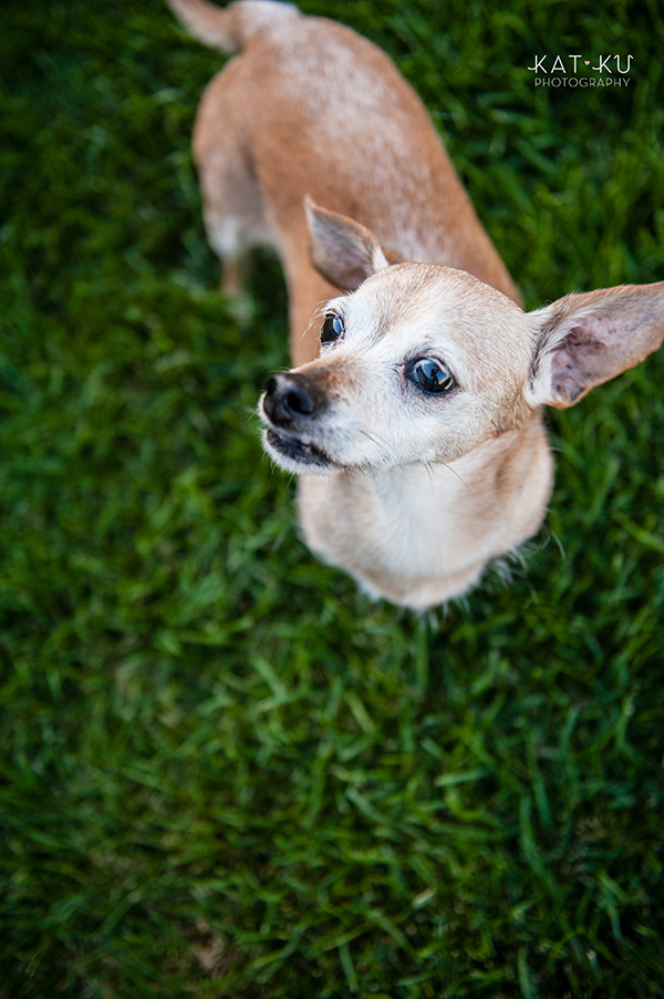 kat-ku-photography-detroit-michigan-dog-photos_11