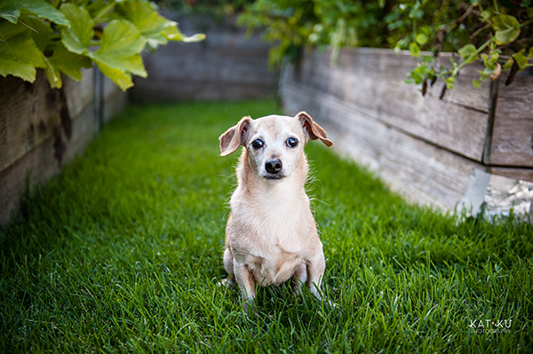 kat-ku-photography-detroit-michigan-dog-photos_12