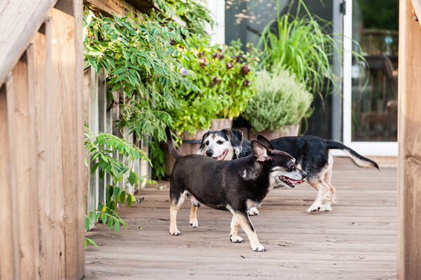 kat-ku-photography-detroit-michigan-dog-photos_16