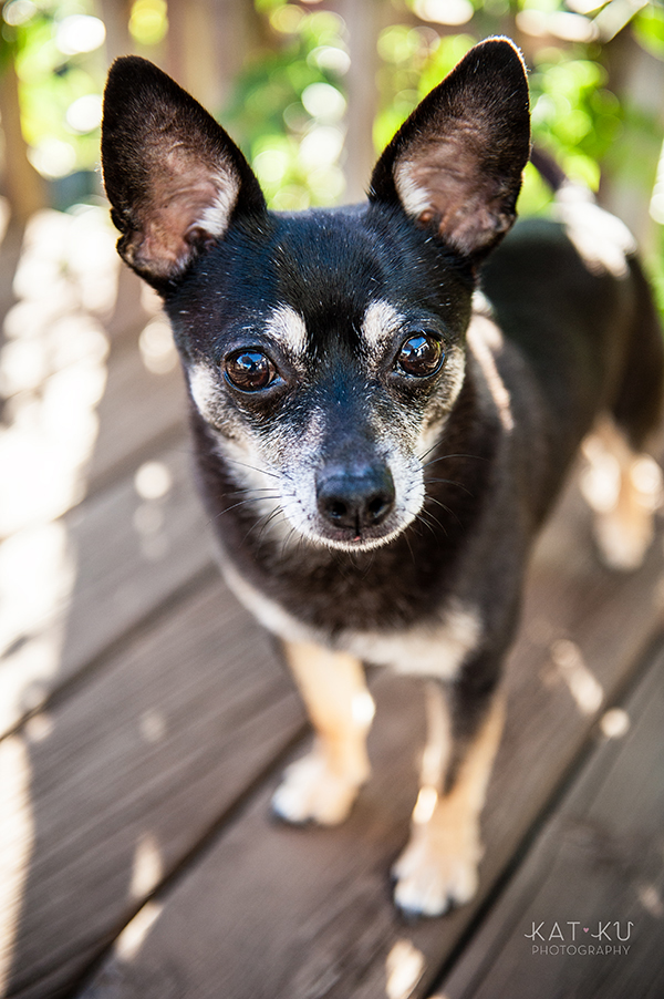kat-ku-photography-detroit-michigan-dog-photos_17