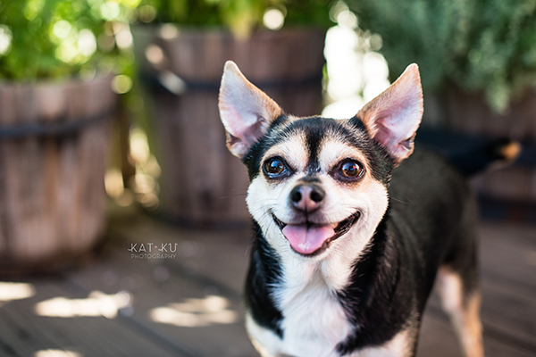 kat-ku-photography-detroit-michigan-dog-photos_18