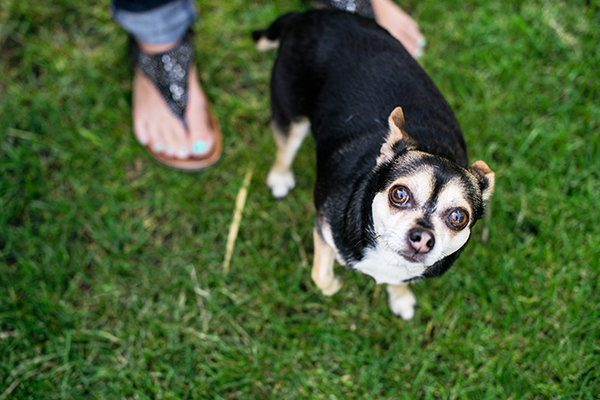 kat-ku-photography-detroit-michigan-dog-photos_19