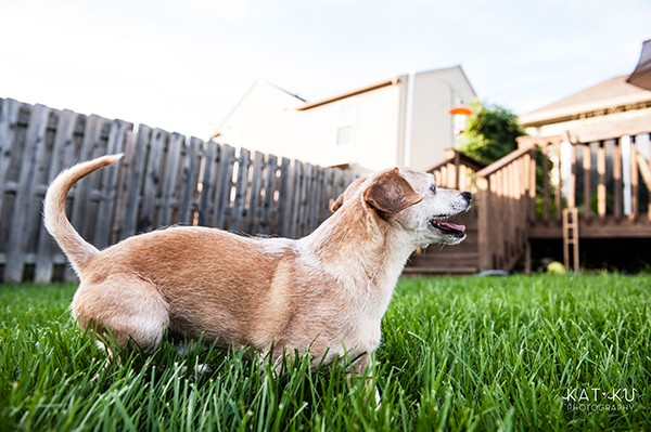 kat-ku-photography-detroit-michigan-dog-photos_22
